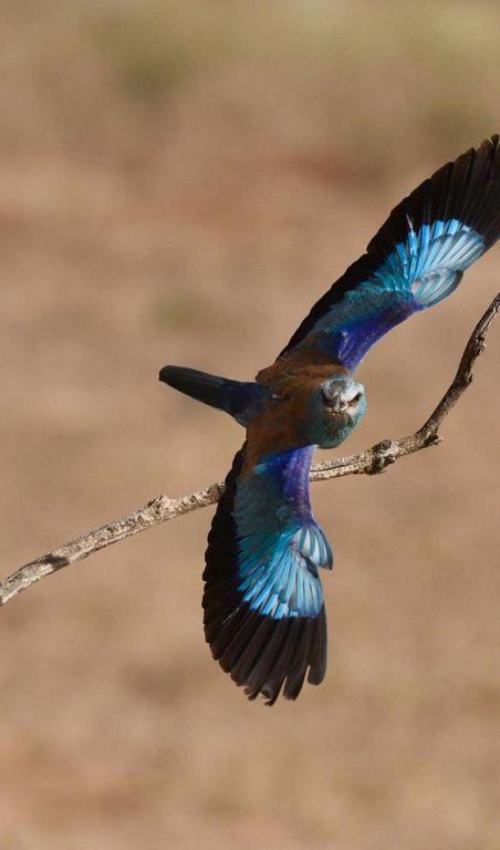 Vina Concepcion Villa Andújar Dış mekan fotoğraf