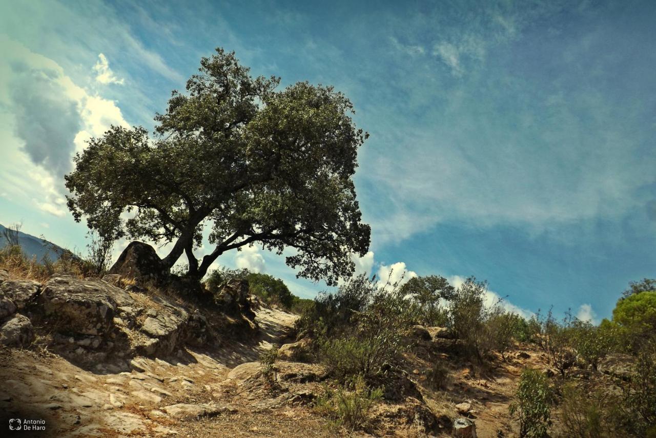 Vina Concepcion Villa Andújar Dış mekan fotoğraf
