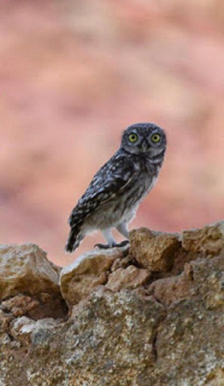 Vina Concepcion Villa Andújar Dış mekan fotoğraf