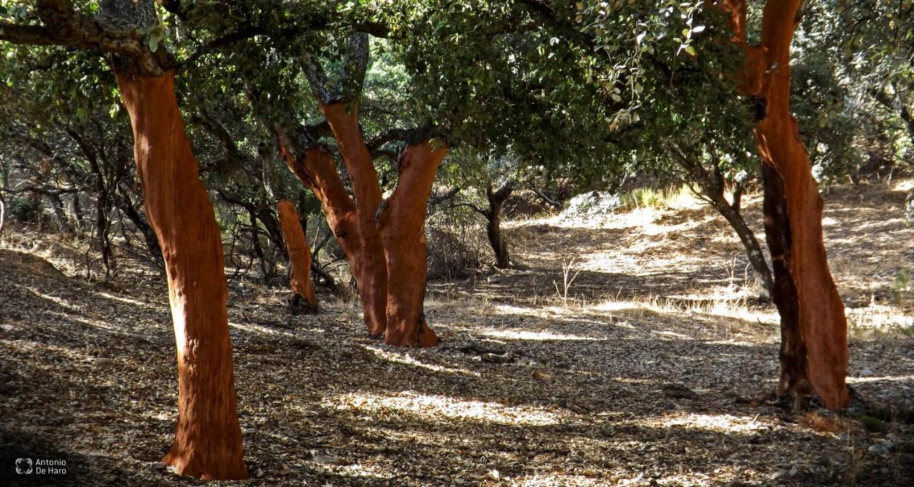 Vina Concepcion Villa Andújar Dış mekan fotoğraf