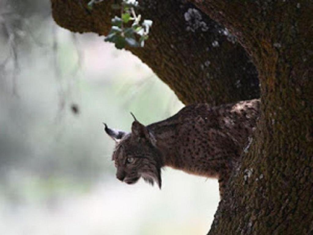 Vina Concepcion Villa Andújar Dış mekan fotoğraf